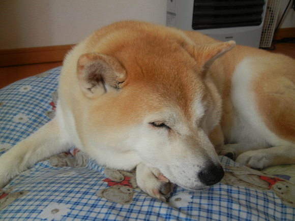 ’13,6,16(日)楽天で一位のチョコクッキーを食べたけど・・・_f0060461_1624172.jpg