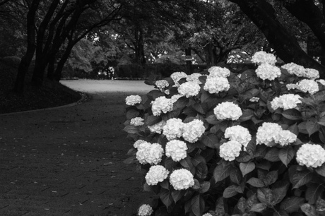 定番。雨の紫陽花。_c0260264_10371984.jpg