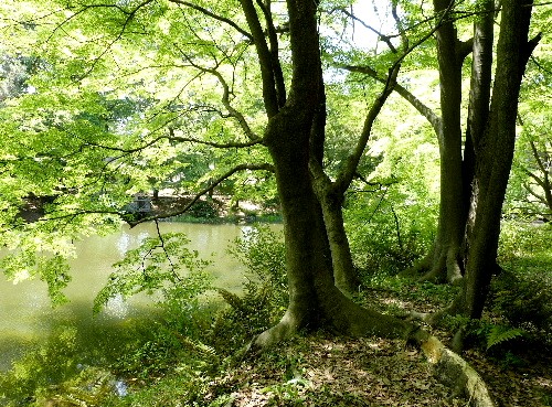 京都（二十）　京都植物園で咲く花_d0084473_21194240.jpg