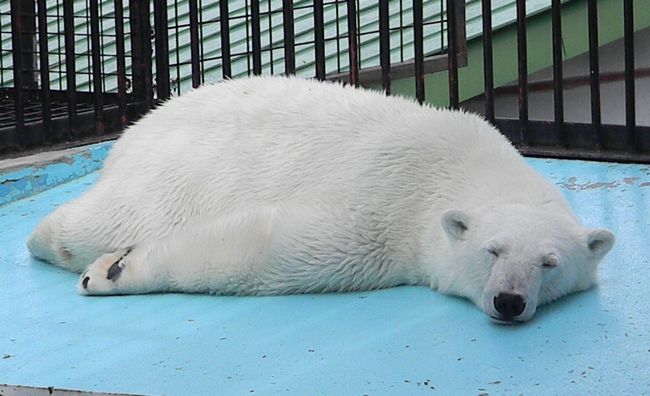 ホッキョクグマのお兄ちゃんとお姉ちゃん 黄金絹毛鼠 コガネキヌゲネズミ ホッキョクグマのお兄ちゃんとお姉ちゃん 黄金絹毛鼠 コガネキヌゲネズミ