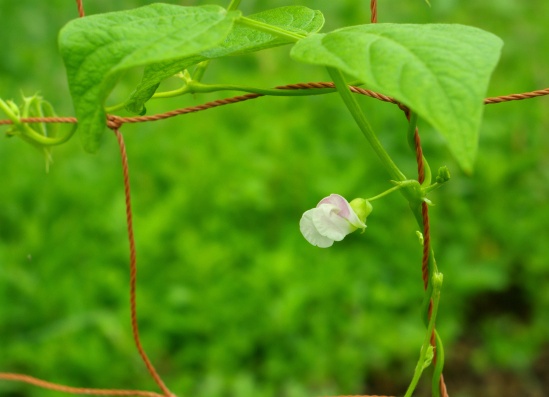 今日の菜園_e0228080_16152755.jpg