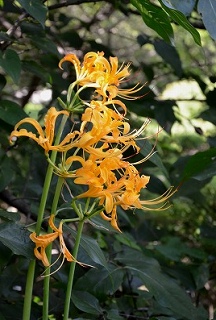 c0229483_9261223.jpg