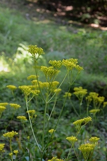 岩湧寺秋海棠・岩湧山へ①　2011_c0229483_9263247.jpg