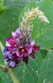 岩湧寺秋海棠・岩湧山へ①　2011_c0229483_9271486.jpg