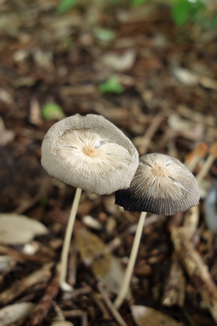 雨上がりの植物園_f0076386_22292023.jpg