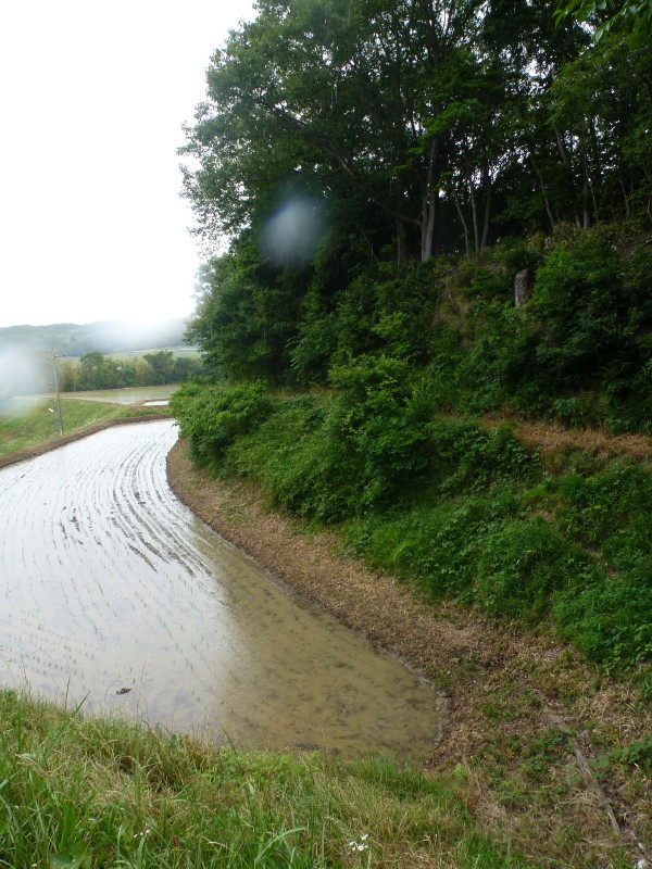 萩原城跡　on　2013-6-11_b0118987_5314632.jpg