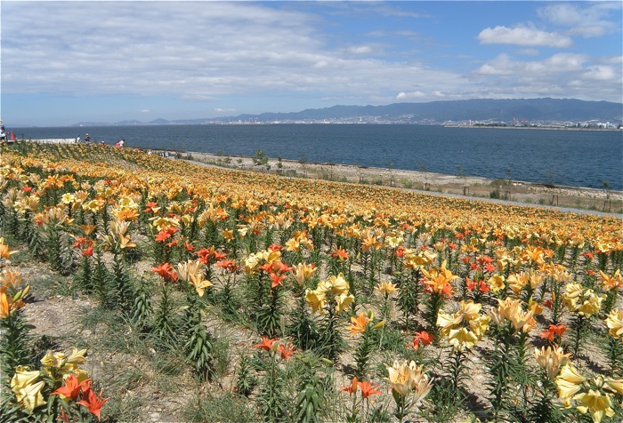 ３０万株，２００万輪のユリ，大阪舞洲ゆり園・「例の会」２０１３_d0006690_16263963.jpg