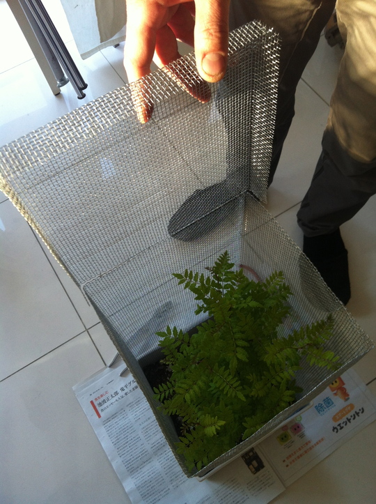 Green_f0236691_1693959.jpg