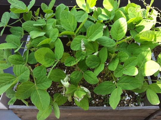 Green_f0236691_1694552.jpg
