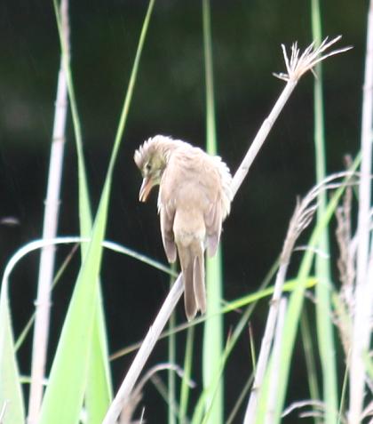 公園でオオヨシキリ！_d0145794_19434262.jpg