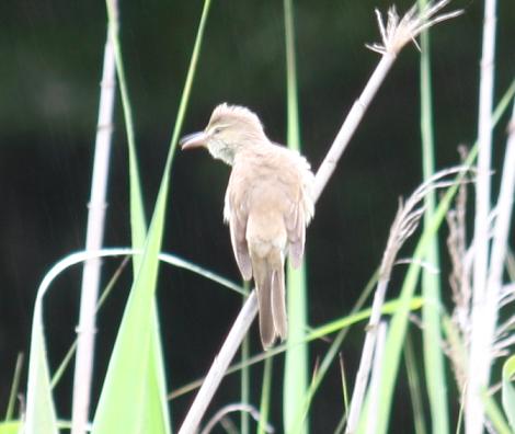 公園でオオヨシキリ！_d0145794_19434997.jpg