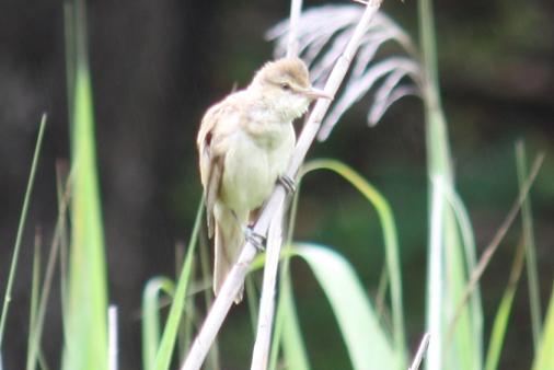 公園でオオヨシキリ！_d0145794_1944499.jpg