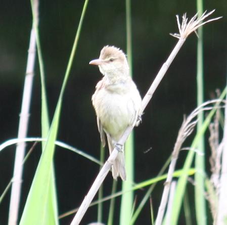 公園でオオヨシキリ！_d0145794_1944940.jpg