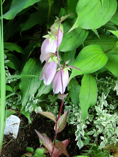 梅雨入り前の駆け込みで庭仕事　2013_e0131399_23242040.jpg