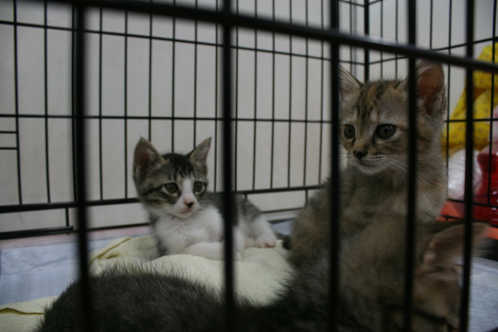 行徳猫さとおや会(6/15)_f0242002_16252566.jpg