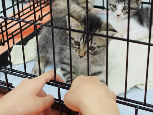 行徳猫さとおや会(6/15)_f0242002_16261991.jpg
