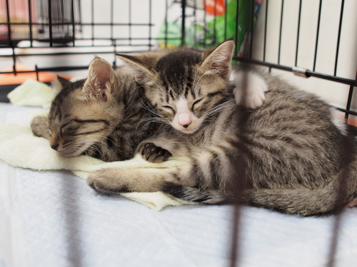 行徳猫さとおや会(6/15)_f0242002_16274332.jpg