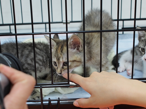 行徳猫さとおや会(6/15)_f0242002_16302738.jpg