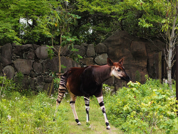 キィァンガと初夏の庭_a0164204_22364184.jpg