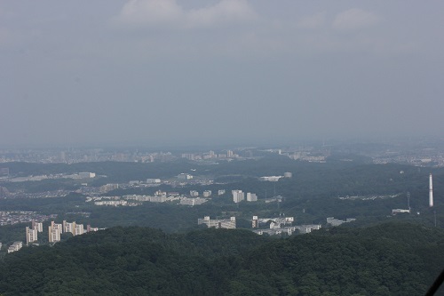 高尾山帰り道（受咲き大山蓮華・山法師・黄鶺鴒）_d0177108_101210.jpg