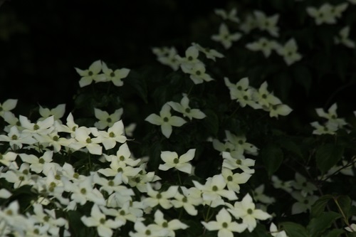 高尾山帰り道（受咲き大山蓮華・山法師・黄鶺鴒）_d0177108_155741.jpg