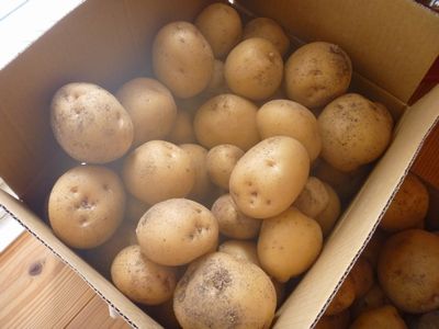 野菜の収穫!_b0131012_1640438.jpg