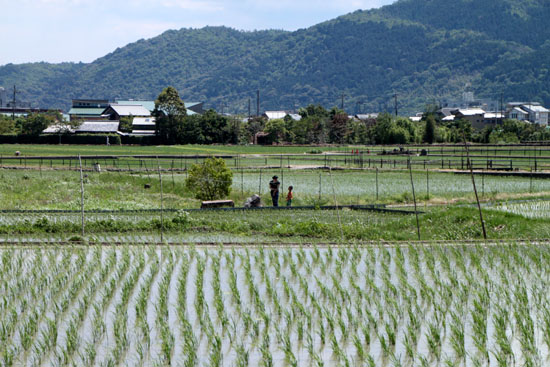 夏の嵯峨野3 _e0048413_21201178.jpg
