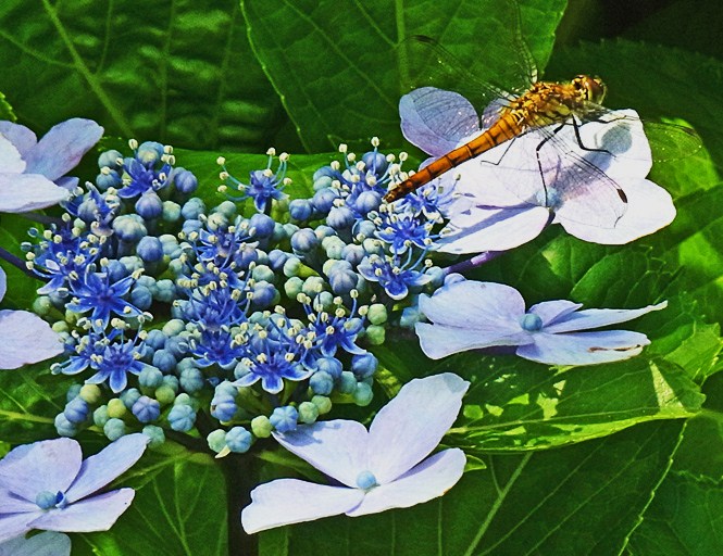 ガクアジサイの花_c0190915_19341488.jpg