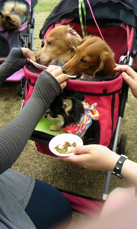 立川昭和記念公園イベント無事終了!_c0209415_20425019.jpg