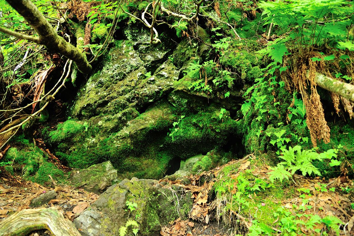 羊蹄山へ花見登山♪～比羅夫コース　2013.6.16_a0145819_2181821.jpg