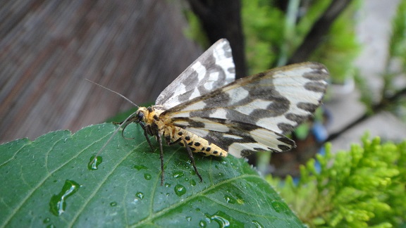 ウメエダシャク蛾　　２０１３・６・１８_f0000521_23521990.jpg