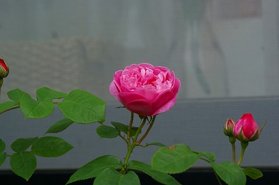 f0170524_11421291.jpg