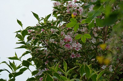 f0170524_11454979.jpg
