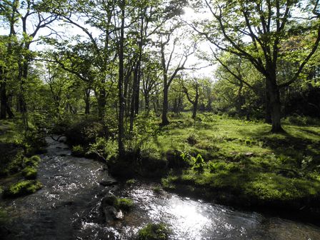 短角牛放牧の原風景 櫃取湿原 初夏の輝き_b0206037_19251694.jpg