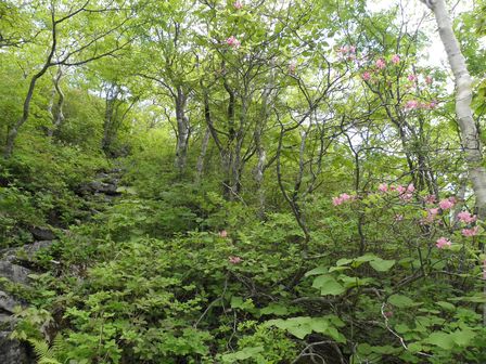 ちょっくら兜森山頂へ登ってこようかな。_b0206037_19501764.jpg