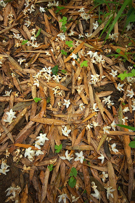 c0067040_2330526.jpg