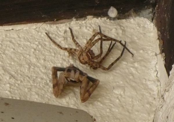 アシダカグモ 脚高蜘蛛 Heteropoda Venatoria うちのにわ