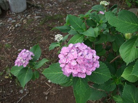 紫陽花とコーヒー_d0237446_14163245.jpg