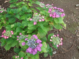 紫陽花とコーヒー_d0237446_1417329.jpg