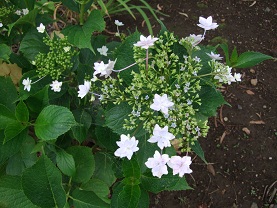 紫陽花とコーヒー_d0237446_14174397.jpg