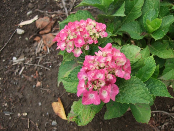 紫陽花とコーヒー_d0237446_14184184.jpg