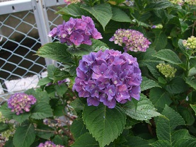 紫陽花とコーヒー_d0237446_14194364.jpg