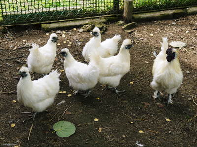烏骨鶏 「烏骨鶏のタマゴ」は不老不死の薬?_a0254656_18223339.jpg