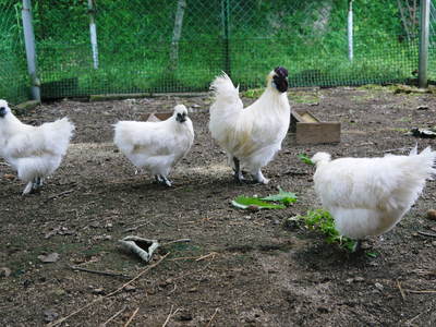 烏骨鶏 「烏骨鶏のタマゴ」は不老不死の薬?_a0254656_18564098.jpg