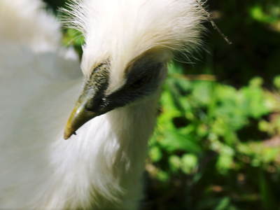 烏骨鶏 「烏骨鶏のタマゴ」は不老不死の薬?_a0254656_1912265.jpg