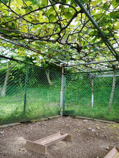 烏骨鶏 「烏骨鶏のタマゴ」は不老不死の薬?_a0254656_1925558.jpg
