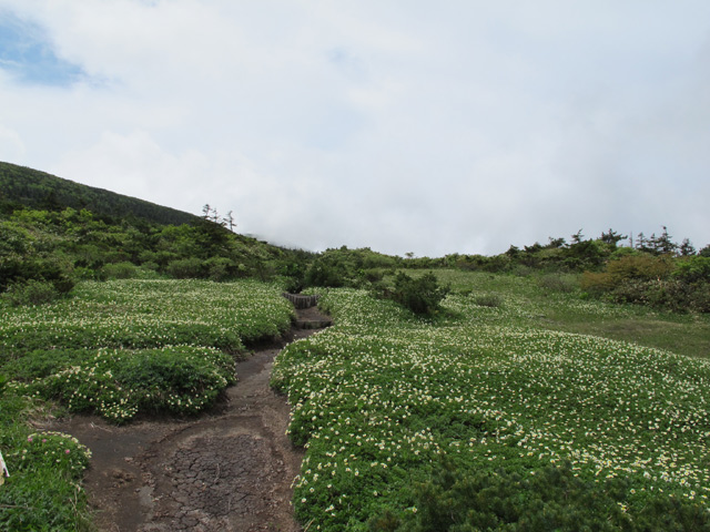 6月16日　南蔵王（刈田峠～屏風岳）_c0116856_2063825.jpg