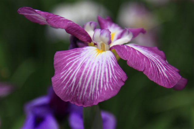 花菖蒲いろいろ♪～小岩菖蒲園　２_d0152261_16151363.jpg