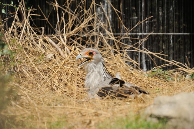 西園の猛禽類と水鳥のいるバードドーム_c0081462_2155567.jpg