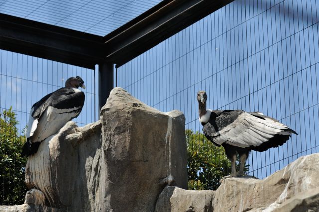 西園の猛禽類と水鳥のいるバードドーム_c0081462_2171744.jpg